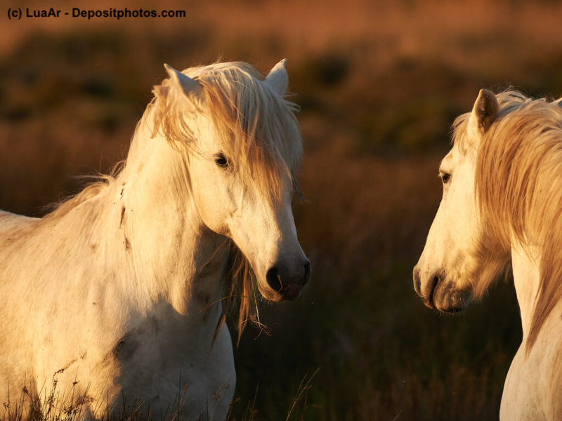 Camargue Pferde