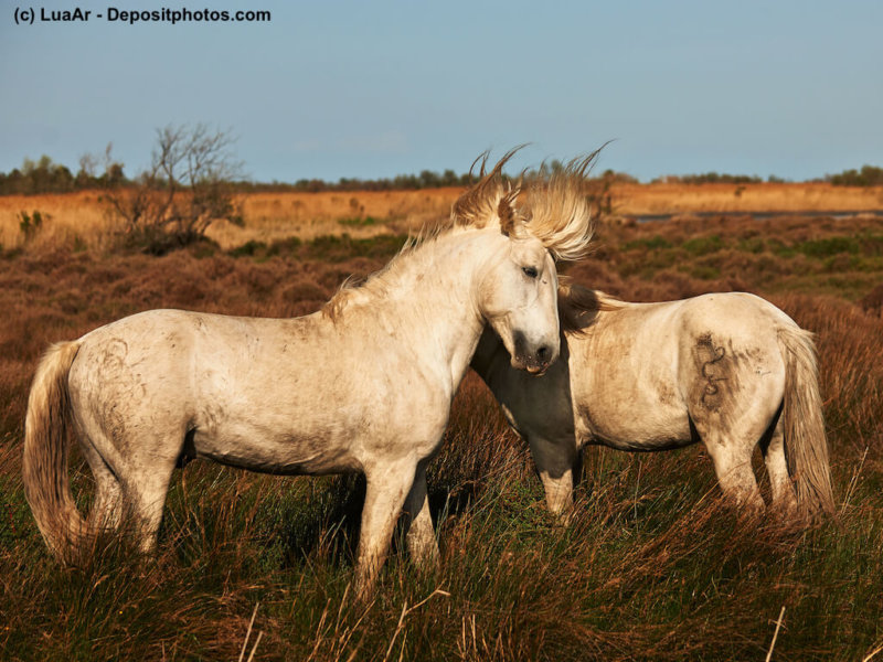Zwei Camargue Pferde