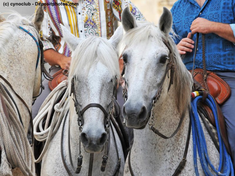 Camargue Pferde mit Reitern in Frankreich