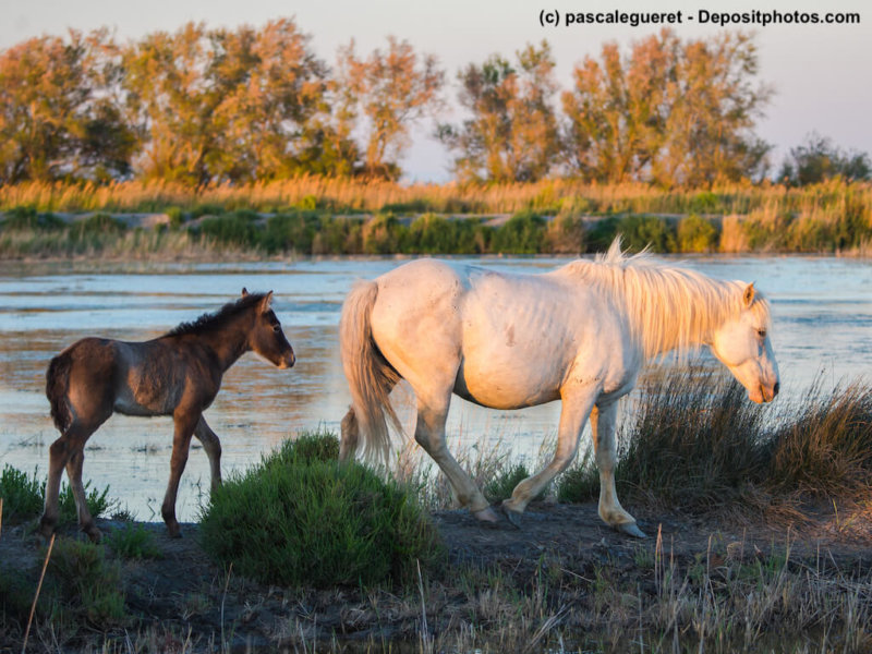 Camargue Pferde Mutter Fohlen