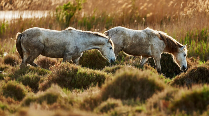 Camargue-Pferd