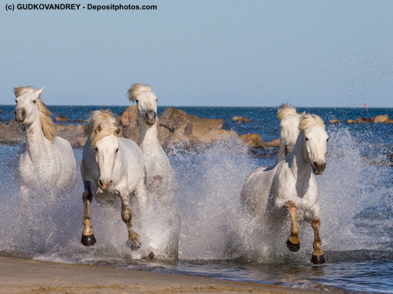 Camargue-Pferde-Wasser-Strand_99936126