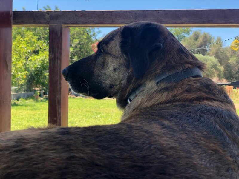 Castro Laboreiro Portrait liegend