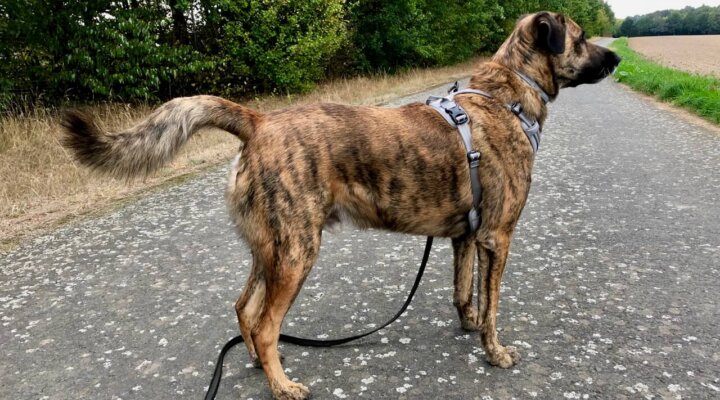 Cão de Castro Laboreiro