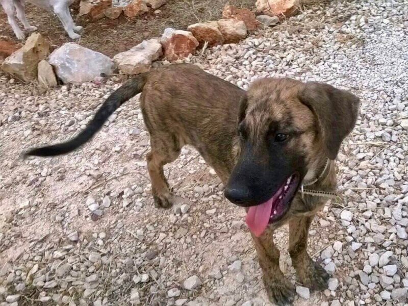 Castro Laboreiro Welpe