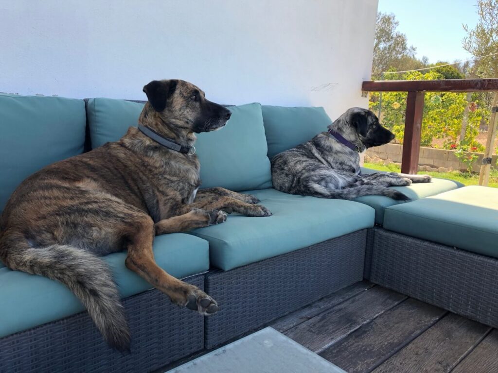 Castro Laboreiro hinten Rafeiro do Alentejo Sofa