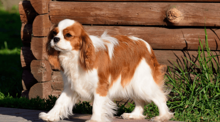 Cavalier King Charles Spaniel