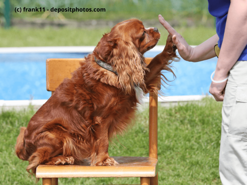 Cavalier-King-Charles-Spaniel-gibt-Pfote