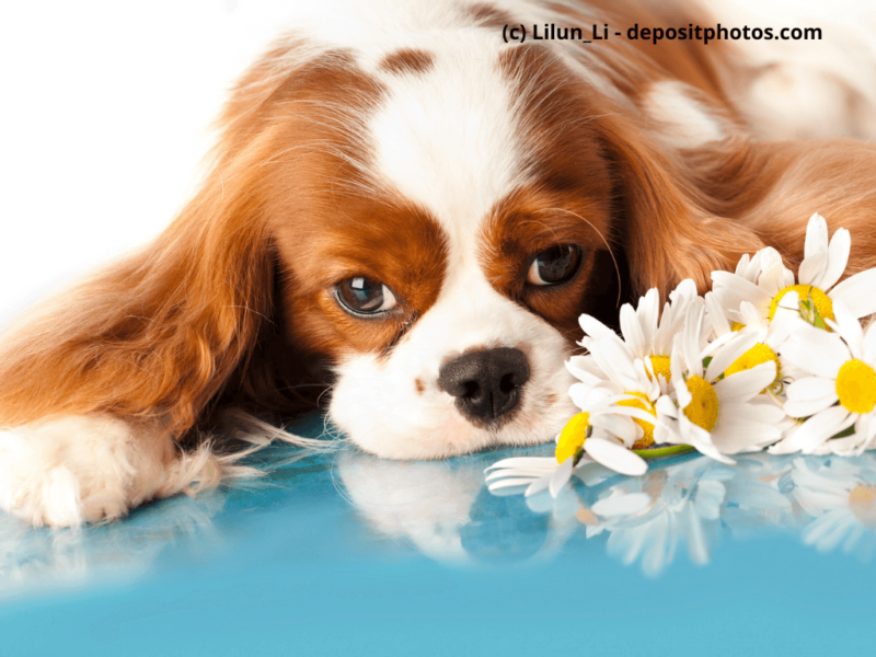 Cavalier-King-Charles-Spaniel-liegt-auf-Boden
