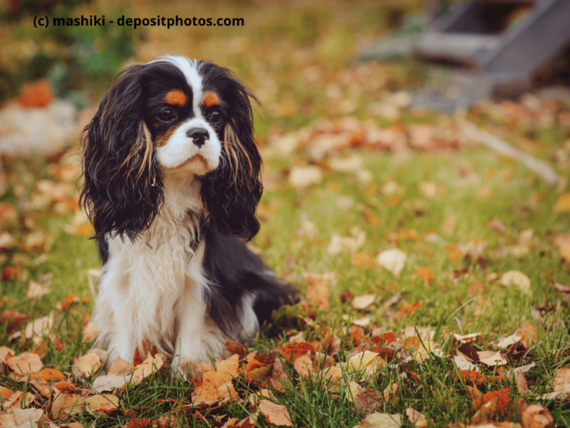 Cavalier-King-Charles-Spaniel-sitzt-im-Rasen
