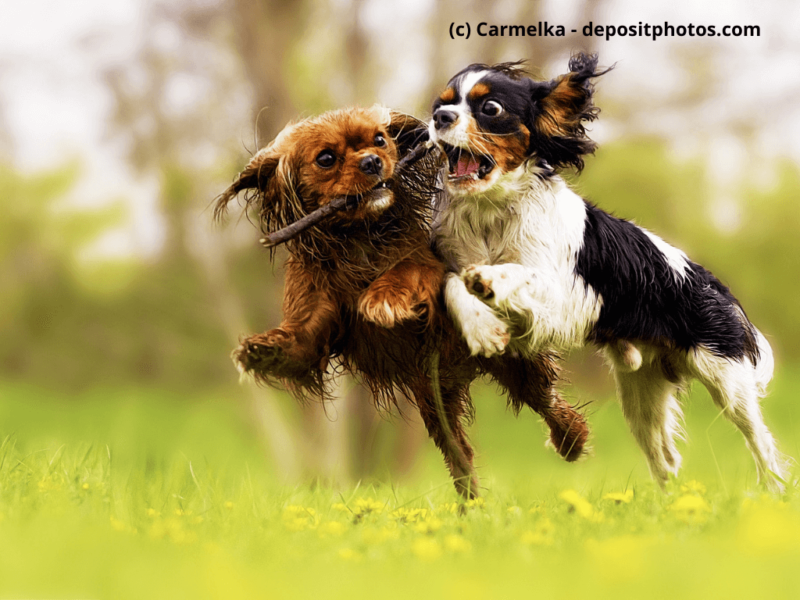 Cavalier-King-Charles-Spaniel-spielen-miteinander