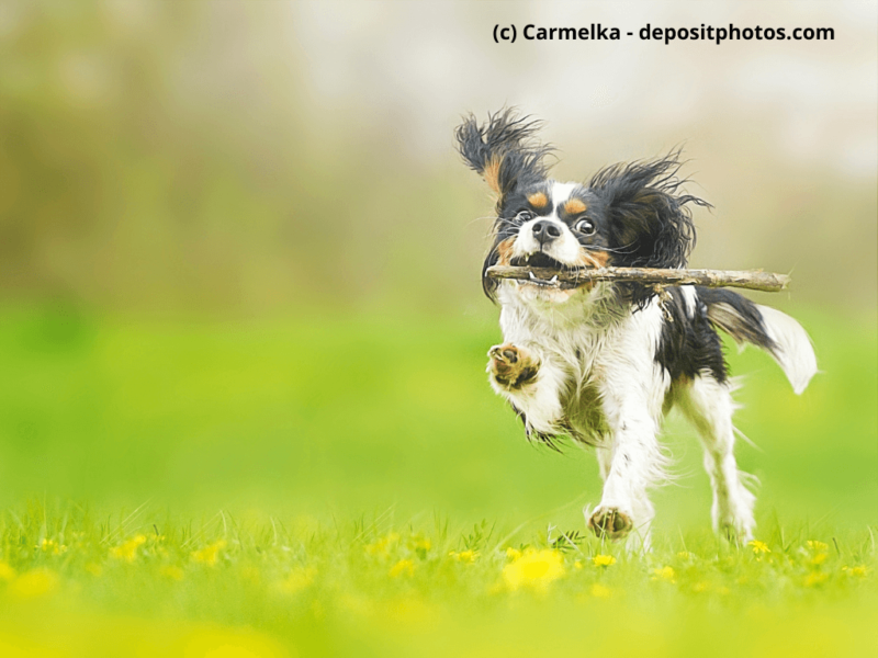 Cavalier-King-Charles-Spaniel-spielt-mit-Stock