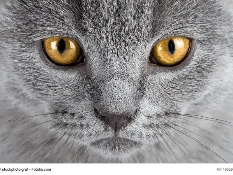 Portrait einer Chartreux