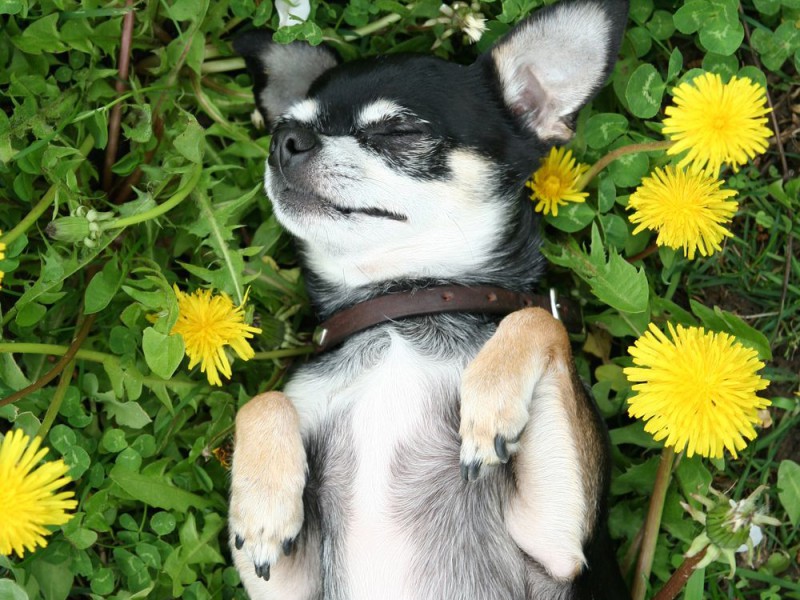 Chihuahua genießen wie alle Hunde die Natur