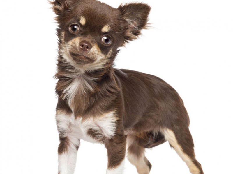 Chihuahua sind sehr auf ihr Herrchen fixiert