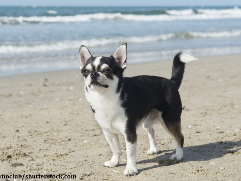 Kurzhaariger Chihuahua am Strand