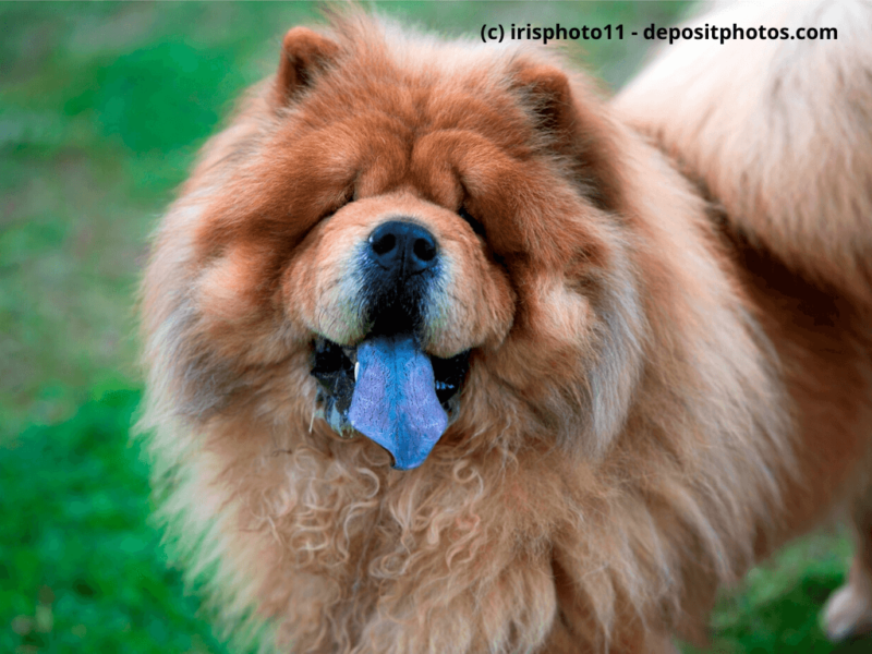 Chow-Chow Porträt mit lila Zunge