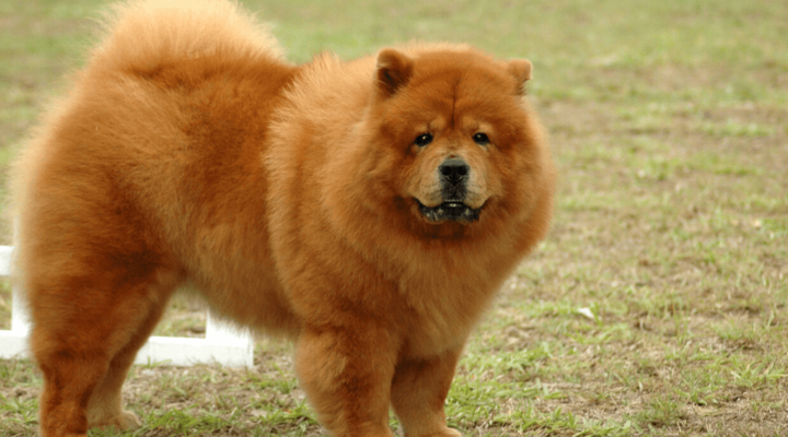 Chow-Chow