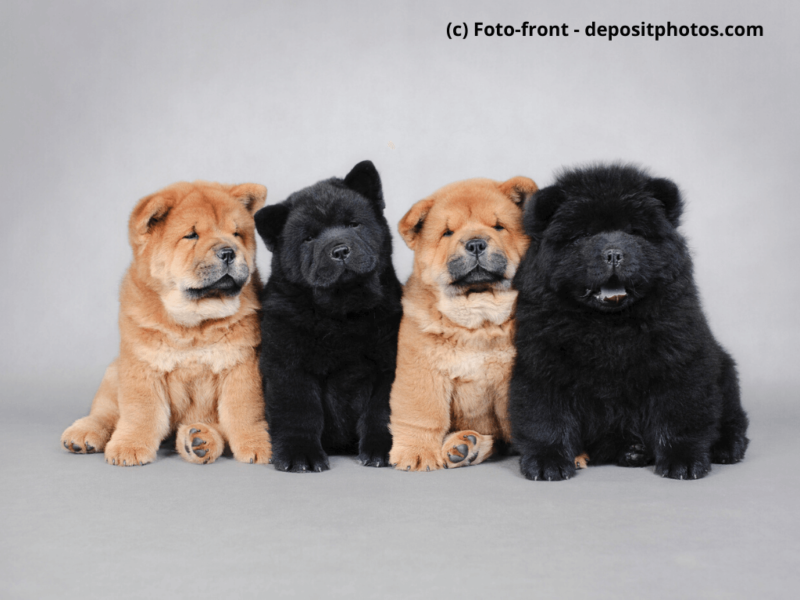 Chow-Chow Welpen in beige und schwarz auf grauem Hintergrund