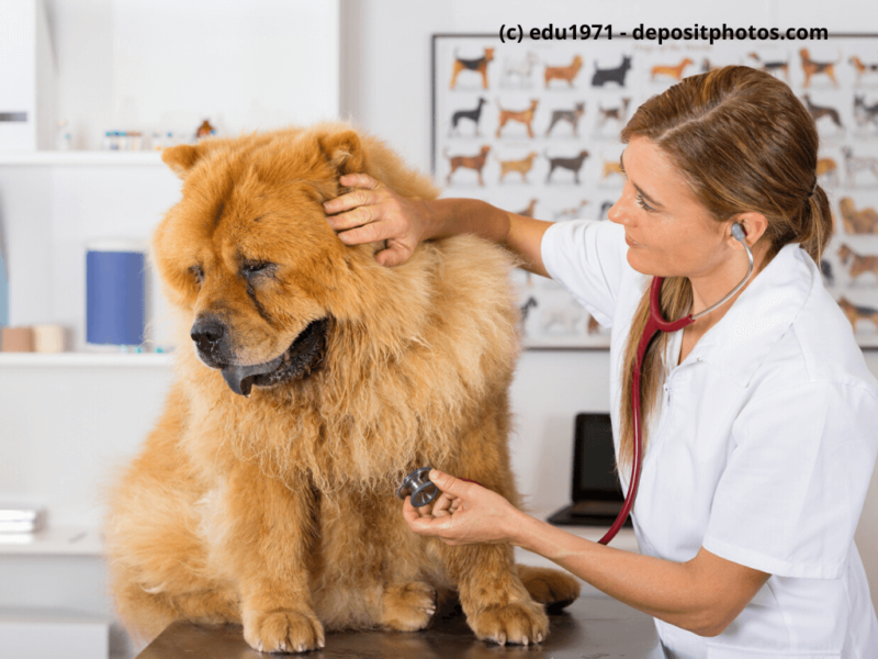 Chow-Chow beim Tierarzt