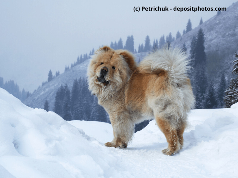 Chow-Chow im Schnee in den Bergen