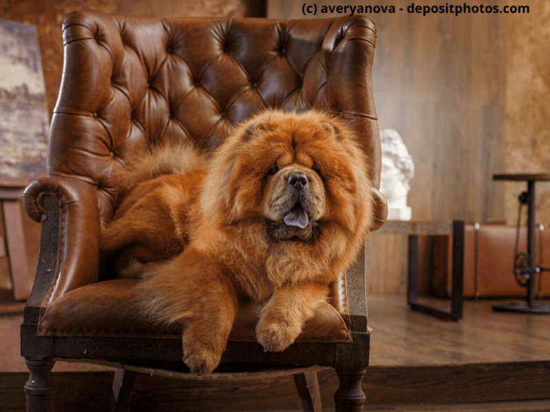 Chow-Chow liegt auf braunen Sessel in Fotostudio
