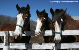 Clydesdale Trio mit einen Nüstern schaut interessiert über einen Weidezaun