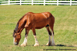 Junger, hellbrauner Clydesdale grasend auf der Weide