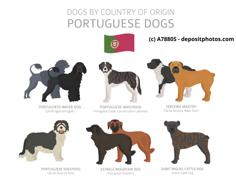 Cão Fila de São Miguel Cão da Serra de EstrelaPortugal Hunderassen Infografik 6