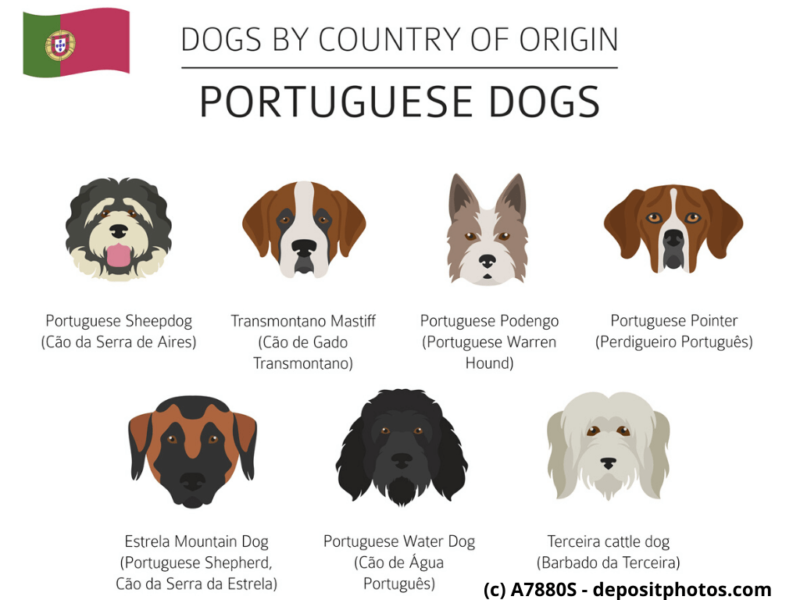 Cão Fila de São Miguel, Cão da Serra de Estrela Portugal Hunderassen Infografik 4