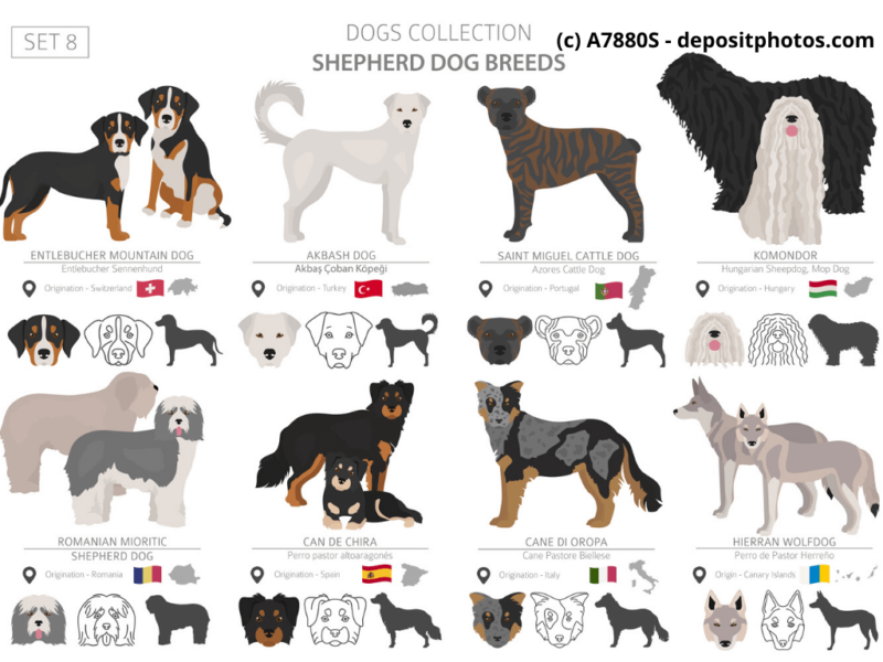 Cão Fila de São Miguel Portugal Hunderassen Infografik 2