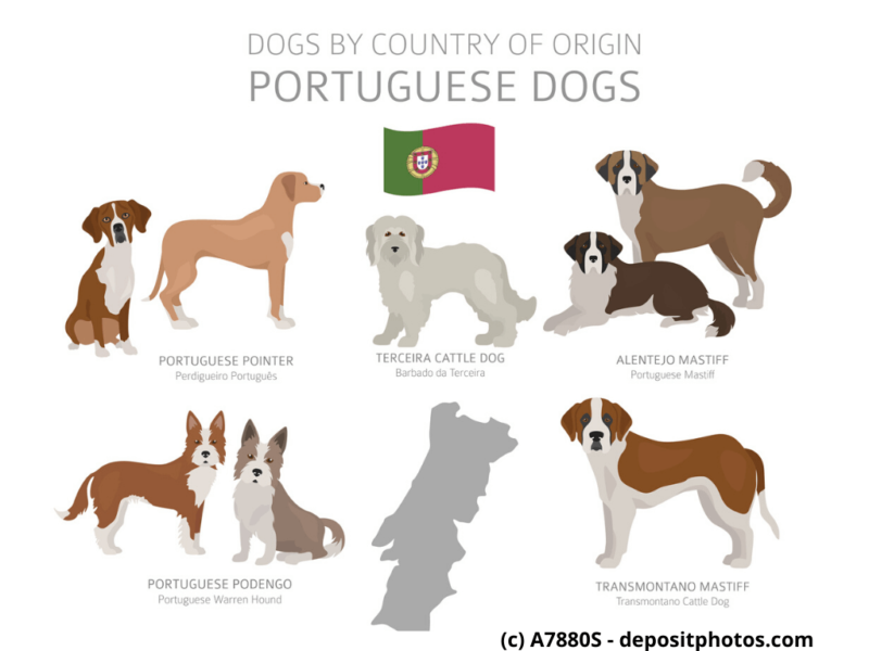 Cão Fila de São Miguel Portugal Hunderassen Infografik