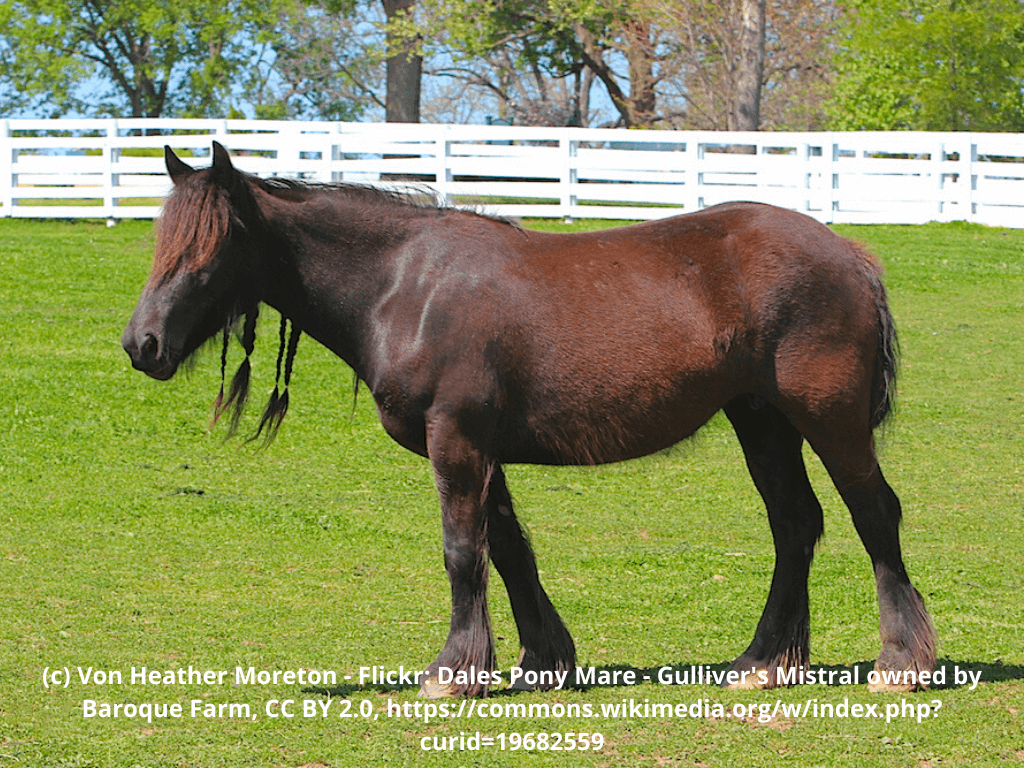 Dales Pony Steckbrief