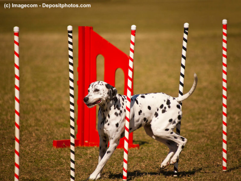 Dalmatiner und Agility Stangen