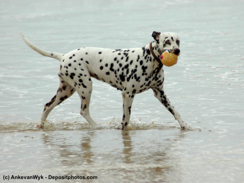 Dalmatiner mit Ball am Wasser