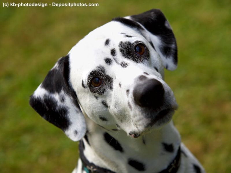 Dalmatiner Portrait schraeg