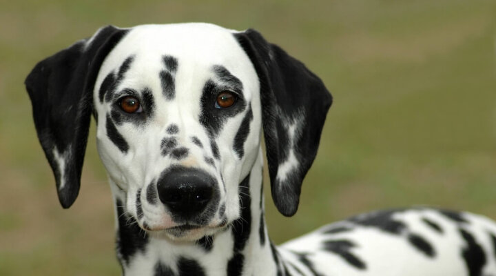 Dalmatiner