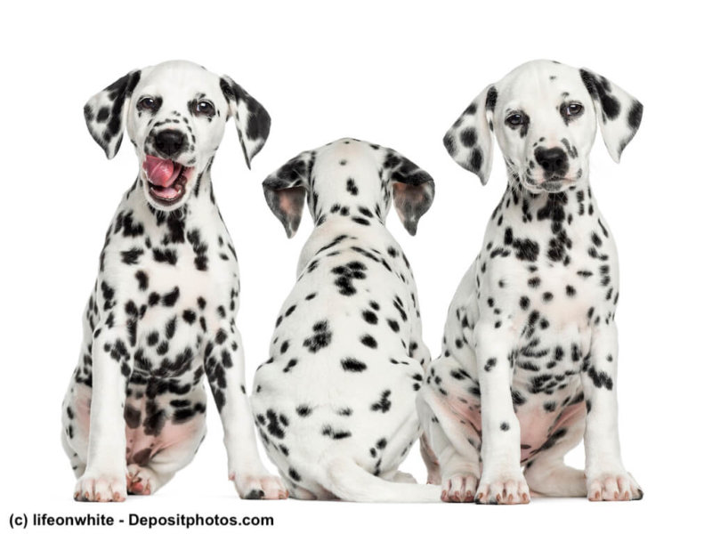 Dalmatiner Welpen