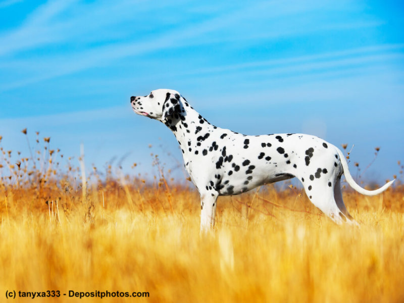 Dalmatiner unterwegs