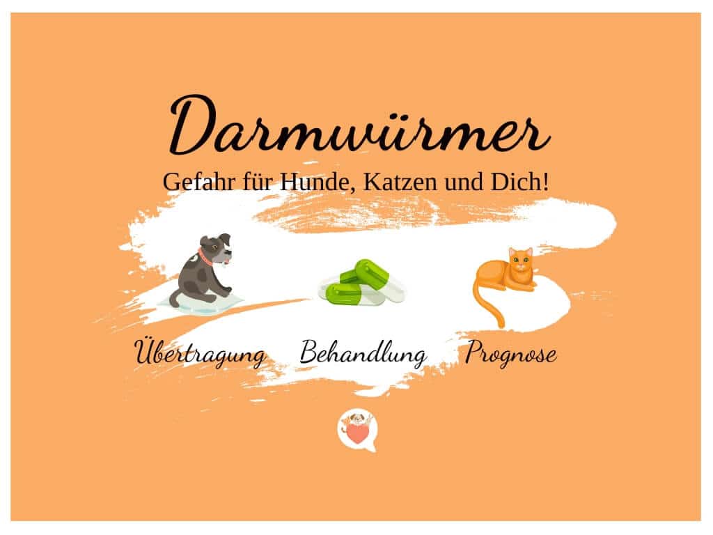 Darmwürmer betreffen Katzen und Hunde gleichermaßen.