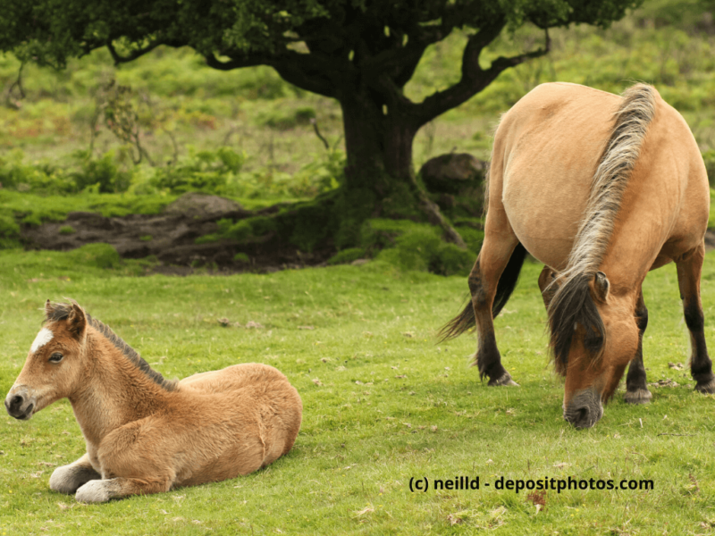 Dartmoor-Pony Stute und Fohlen im Dartmoor Nationalpark