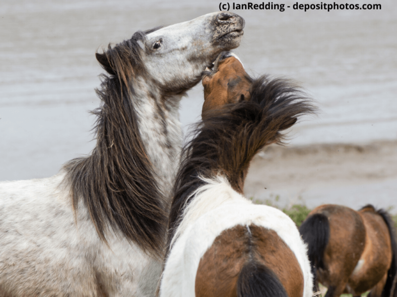 Dartmoor-Pony auf küstennahem Grasland