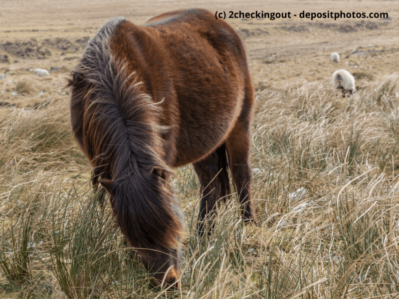 Dartmoor-Pony mit gesenktem Kopf weidet auf dem trockenen Gras des Dartmoor-Nationalparks