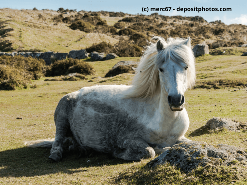 Dartmoor-Pony ruht auf Gras im Dartmoor Nationalpark