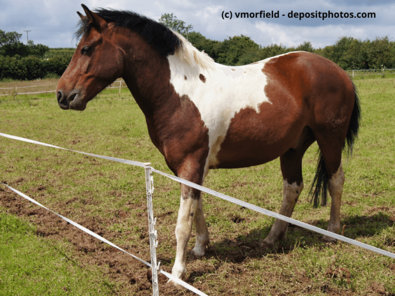 Dartmoor-Pony steht auf einem Feld