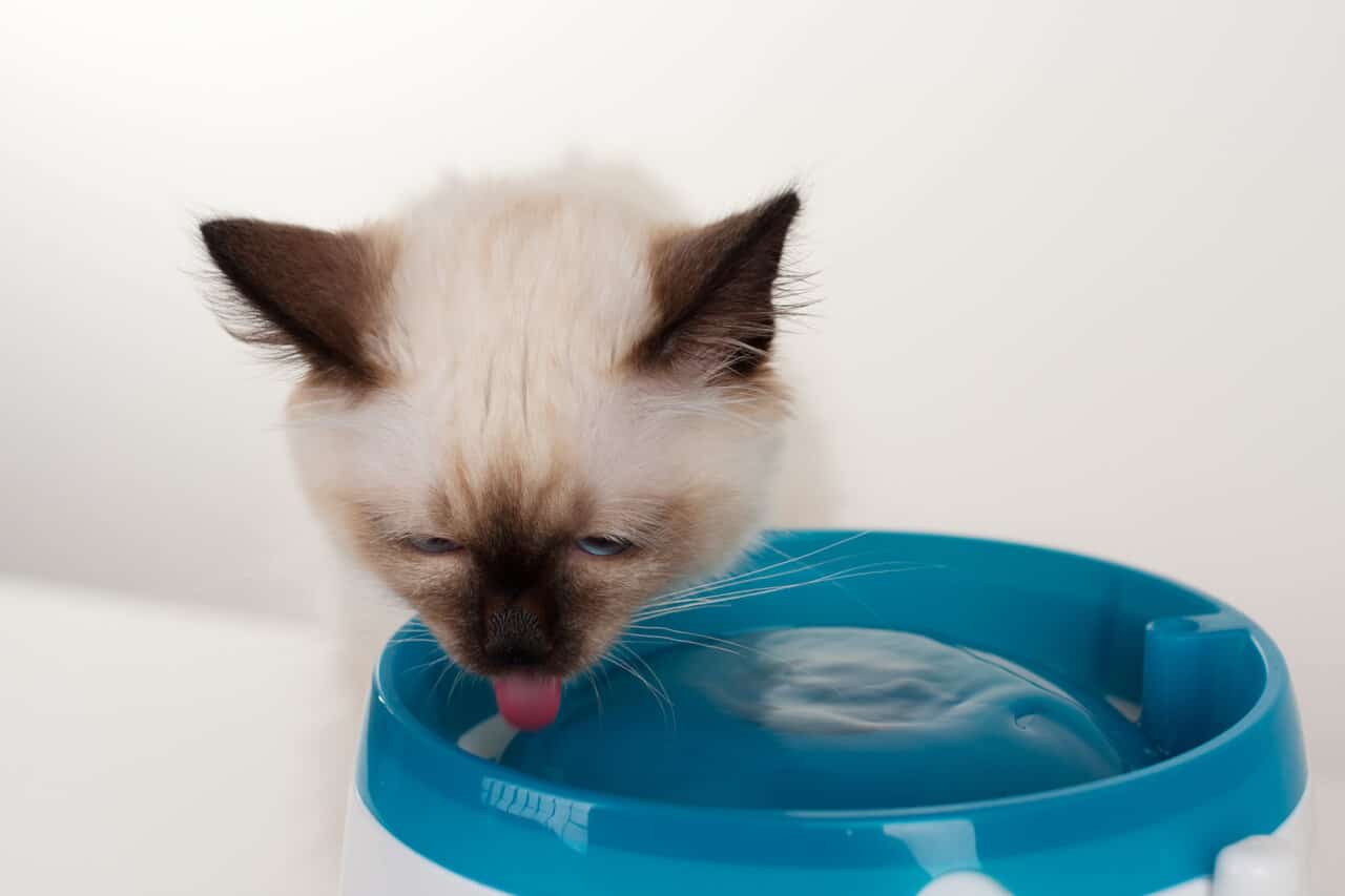 Trinkbrunnen für Katze im Test