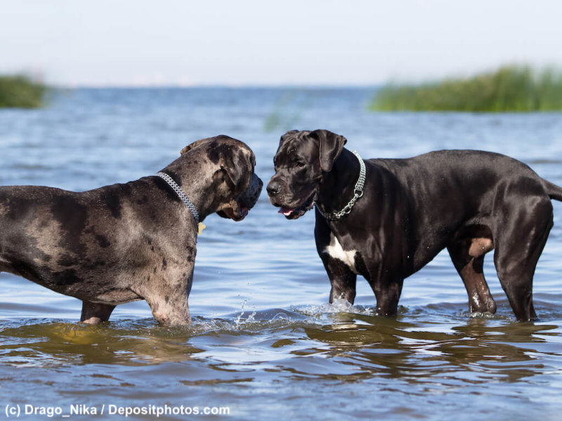Zwei Deutsche Doggen unter sich