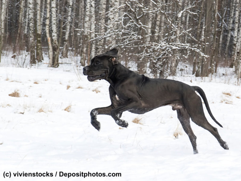 Deutsche Dogge im Schnee