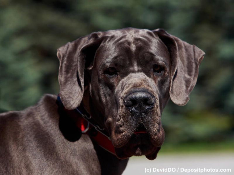 Porträt  Deutsche Dogge