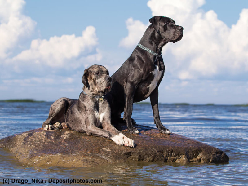 Zwei Deutsche Doggen am Wasser